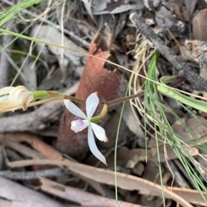 Caladenia ustulata at Nanima, NSW - suppressed