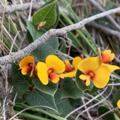 Platylobium montanum subsp. montanum (Mountain Flat Pea) at Nanima, NSW - 12 Sep 2020 by 81mv