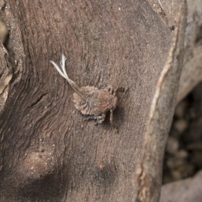 Fulgoroidea (superfamily) (Unidentified fulgoroid planthopper) at Hawker, ACT - 12 Sep 2020 by AlisonMilton