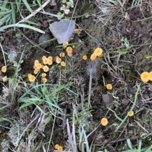 Lichenomphalia chromacea at Nanima, NSW - 12 Sep 2020