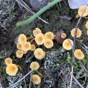 Lichenomphalia chromacea at Nanima, NSW - 12 Sep 2020