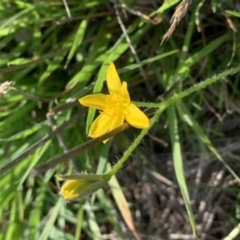 Hypoxis hygrometrica var. villosisepala at Nanima, NSW - 12 Sep 2020