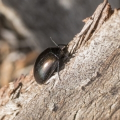 Chalcopteroides spectabilis (Rainbow darkling beetle) at Hawker, ACT - 12 Sep 2020 by AlisonMilton