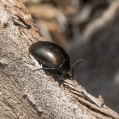 Chalcopteroides spectabilis at Hawker, ACT - 12 Sep 2020 11:16 AM