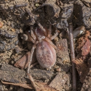 Clubiona sp. (genus) at Hawker, ACT - 12 Sep 2020