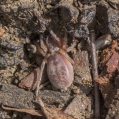 Clubiona sp. (genus) (Unidentified Stout Sac Spider) at Hawker, ACT - 12 Sep 2020 by AlisonMilton