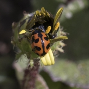 Coccinella transversalis at Scullin, ACT - 12 Sep 2020