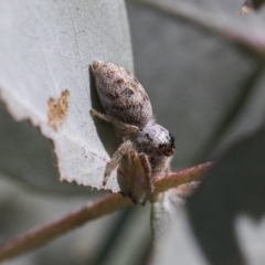 Opisthoncus grassator at Scullin, ACT - 12 Sep 2020