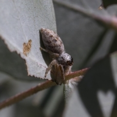 Opisthoncus grassator at Scullin, ACT - 12 Sep 2020