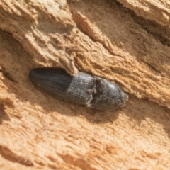 Elateridae sp. (family) (Unidentified click beetle) at Higgins, ACT - 9 Sep 2020 by AlisonMilton