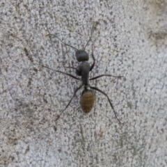 Camponotus aeneopilosus (A Golden-tailed sugar ant) at Higgins, ACT - 10 Sep 2020 by AlisonMilton