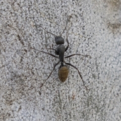 Camponotus aeneopilosus (A Golden-tailed sugar ant) at Higgins, ACT - 10 Sep 2020 by AlisonMilton