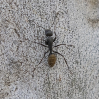 Camponotus aeneopilosus (A Golden-tailed sugar ant) at Higgins, ACT - 10 Sep 2020 by AlisonMilton