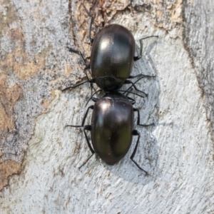 Chalcopteroides spectabilis at Higgins, ACT - 12 Sep 2020 12:50 PM