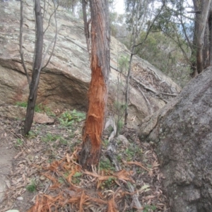 Cervidae (family) at Clear Range, NSW - 12 Sep 2020