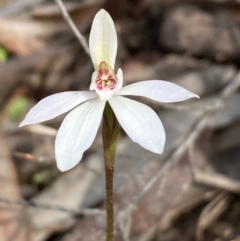 Caladenia fuscata (Dusky Fingers) at Burra, NSW - 11 Sep 2020 by Safarigirl