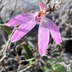 Caladenia fuscata (Dusky Fingers) at Burra, NSW - 11 Sep 2020 by Safarigirl