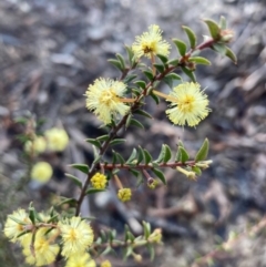 Acacia gunnii (Ploughshare Wattle) at Burra, NSW - 11 Sep 2020 by Safarigirl