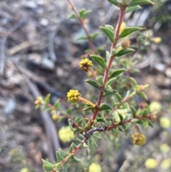 Acacia gunnii at Burra, NSW - 11 Sep 2020 10:17 PM