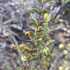 Acacia gunnii at Burra, NSW - 11 Sep 2020