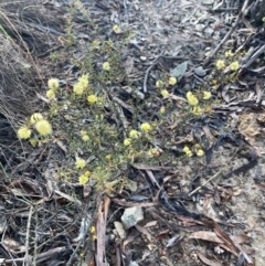 Acacia gunnii at Burra, NSW - 11 Sep 2020 10:17 PM