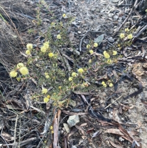 Acacia gunnii at Burra, NSW - 11 Sep 2020