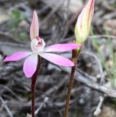 Caladenia fuscata (Dusky Fingers) at Burra, NSW - 11 Sep 2020 by Safarigirl