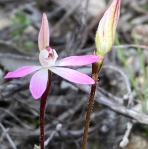 Caladenia fuscata at Burra, NSW - 11 Sep 2020