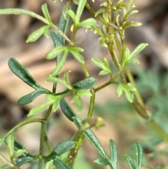 Clematis leptophylla (Small-leaf Clematis, Old Man's Beard) at Urila, NSW - 11 Sep 2020 by Safarigirl