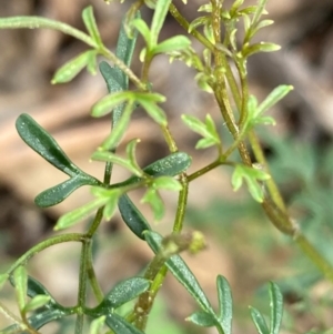 Clematis leptophylla at Urila, NSW - 11 Sep 2020