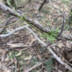 Clematis leptophylla at Urila, NSW - 11 Sep 2020 11:22 PM