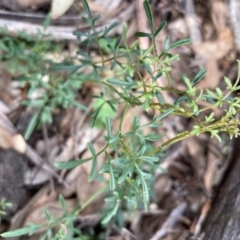 Clematis leptophylla at Urila, NSW - 11 Sep 2020 11:22 PM