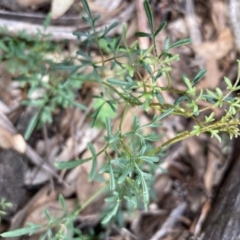 Clematis leptophylla at Urila, NSW - 11 Sep 2020