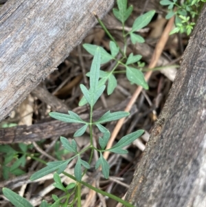 Clematis leptophylla at Urila, NSW - 11 Sep 2020 11:22 PM