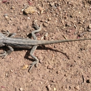 Pogona barbata at Symonston, ACT - 12 Sep 2020