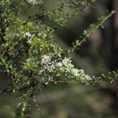 Bursaria spinosa (Native Blackthorn, Sweet Bursaria) at Aranda Bushland - 31 Mar 2020 by Tammy