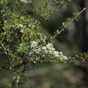 Bursaria spinosa at Aranda Bushland - 31 Mar 2020 01:57 PM