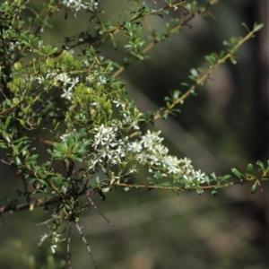 Bursaria spinosa at Aranda Bushland - 31 Mar 2020