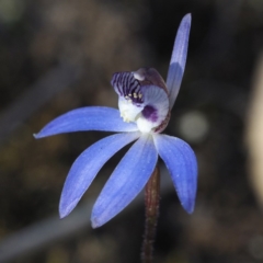 Cyanicula caerulea (Blue Fingers, Blue Fairies) at Black Mountain - 12 Sep 2020 by David