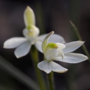 Caladenia fuscata at Downer, ACT - suppressed