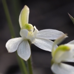 Caladenia fuscata at Downer, ACT - suppressed