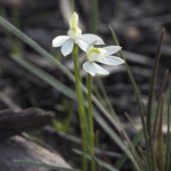 Caladenia fuscata at Downer, ACT - suppressed