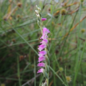 Spiranthes australis at Conder, ACT - suppressed