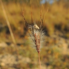 Dichanthium sericeum (Queensland Blue-grass) at Tennent, ACT - 17 May 2020 by michaelb
