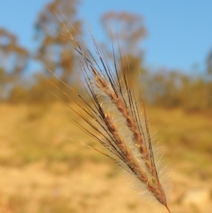 Dichanthium sericeum at Tennent, ACT - 17 May 2020