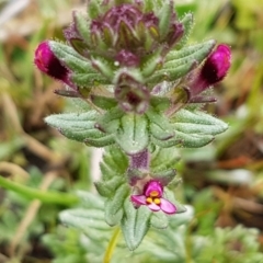 Parentucellia latifolia (Red Bartsia) at Holt, ACT - 12 Sep 2020 by tpreston