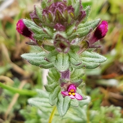 Parentucellia latifolia (Red Bartsia) at Holt, ACT - 12 Sep 2020 by tpreston