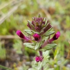 Parentucellia latifolia at Holt, ACT - 13 Sep 2020