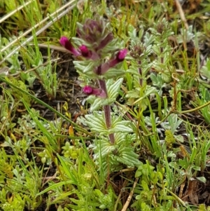 Parentucellia latifolia at Holt, ACT - 13 Sep 2020