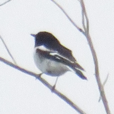 Melanodryas cucullata cucullata (Hooded Robin) at Tennent, ACT - 13 Sep 2020 by BenW